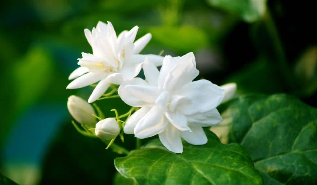 Jasmine Plants