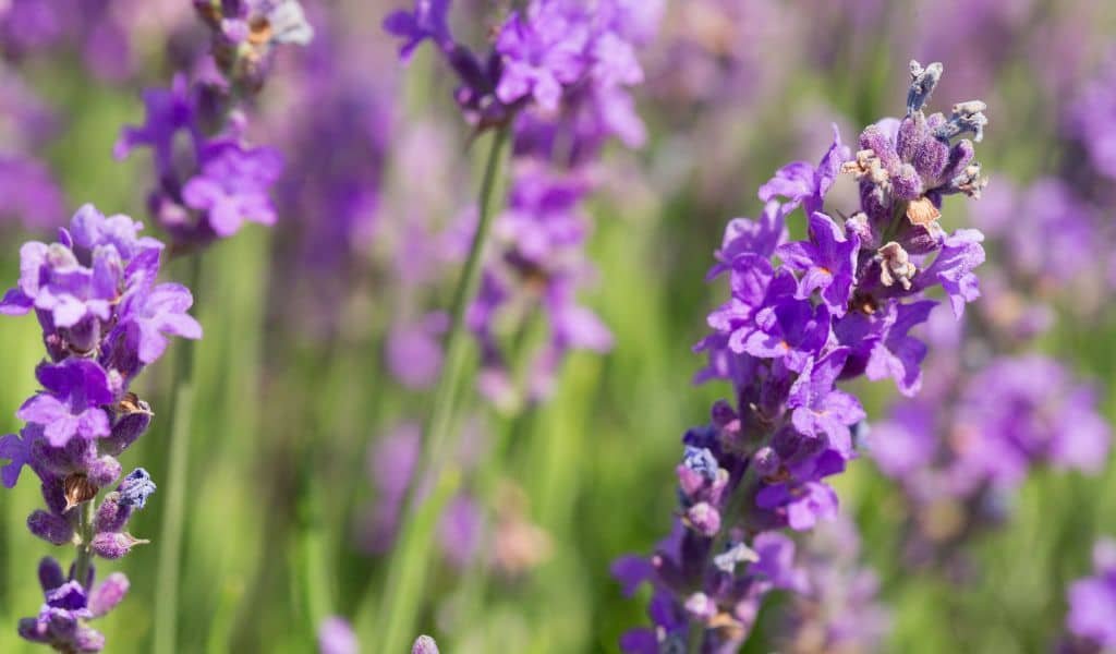 Lavender Plants