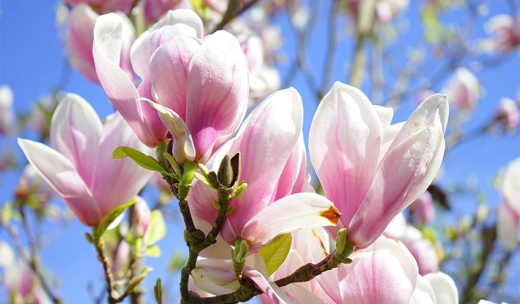 Magnolia Plant