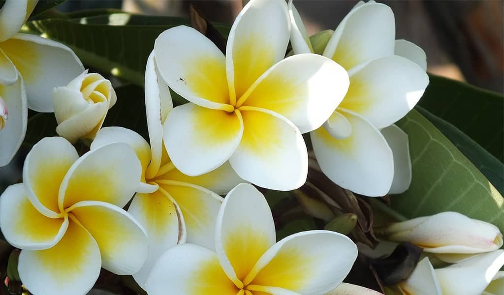 Plumeria plant