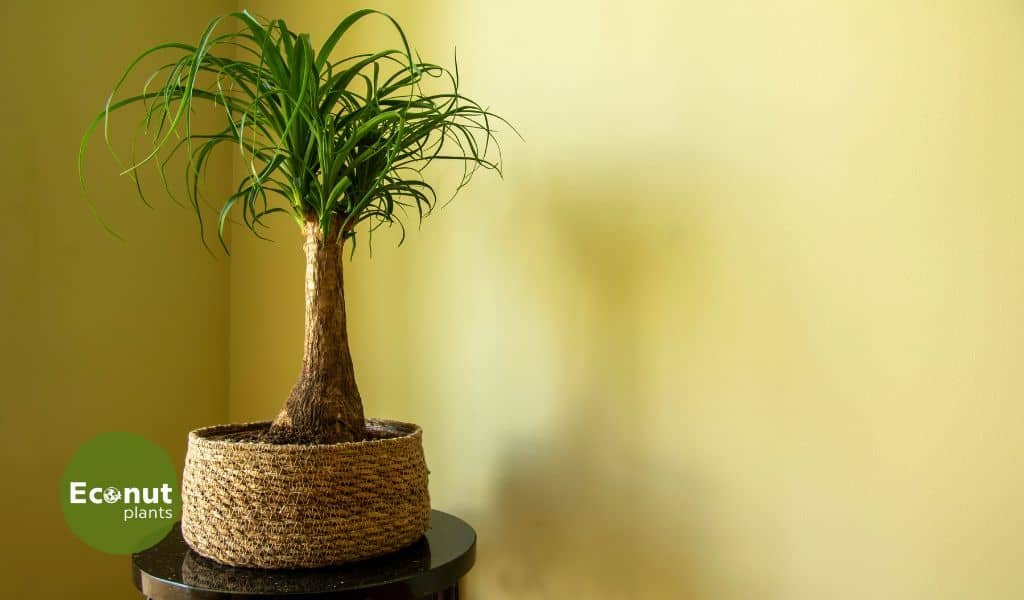 Ponytail Palm