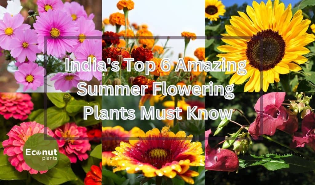 India's Top 6 Amazing Summer Flowering Plants Must Know