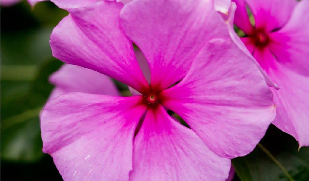 Top 10 Annuals Flower Plants That Bloom All Summer