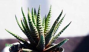 Zebra Plant