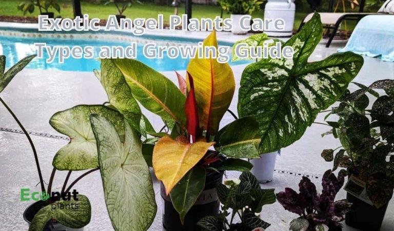 Exotic Angel Plants Care – Types and Growing Guide