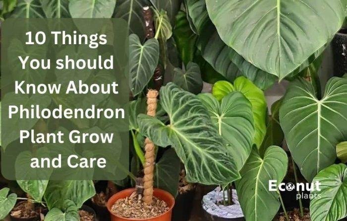 philodendron plant grow and care