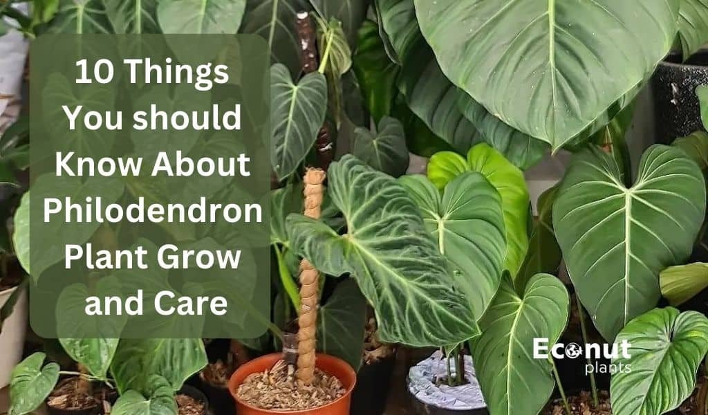 philodendron plant grow and care