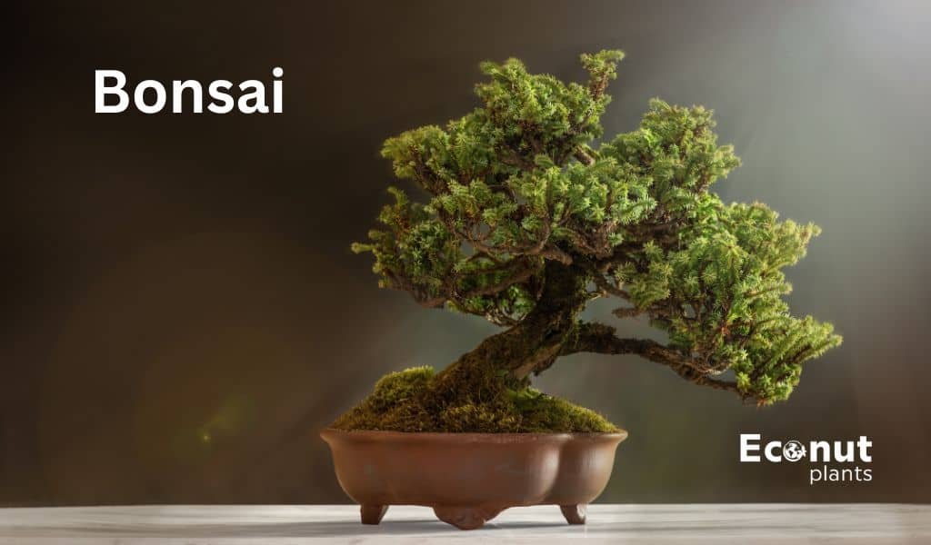 Bonsai