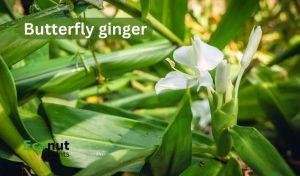 Butterfly ginger
