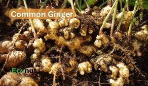 Common Ginger