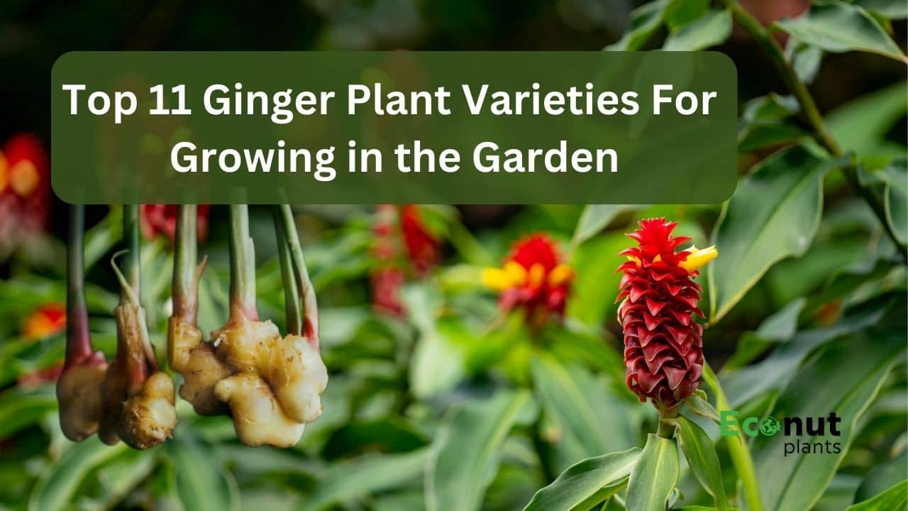 Ginger Plant Varieties
