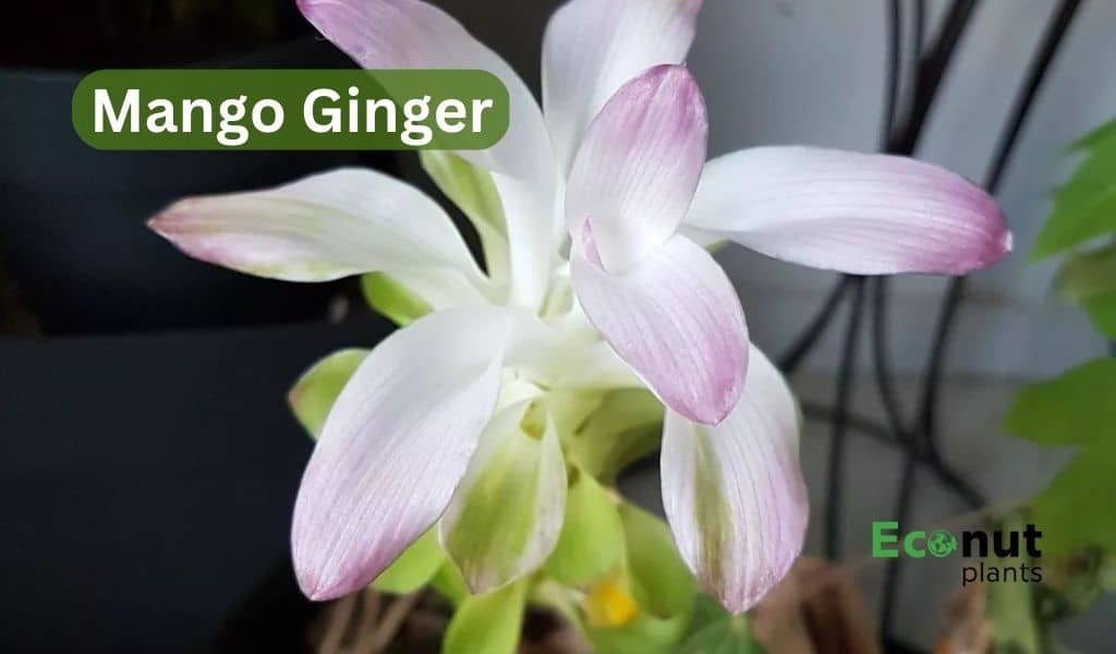 Top 19 Ginger Plant Varieties For Growing in Your Garden