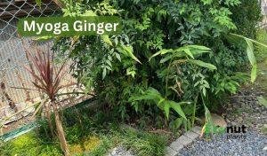 Myoga ginger