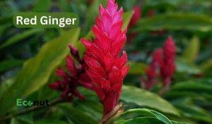 Red Ginger