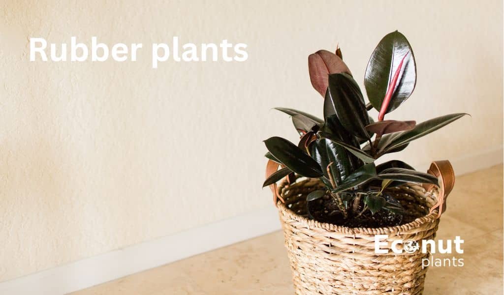 Rubber plants