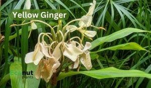 Yellow ginger