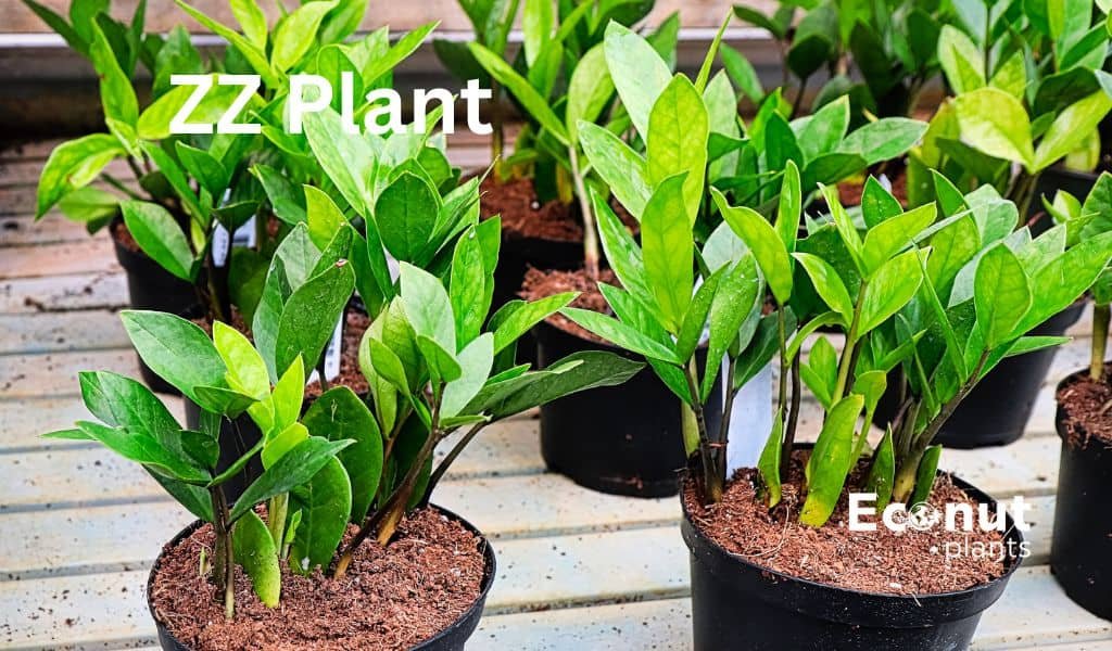ZZ plant