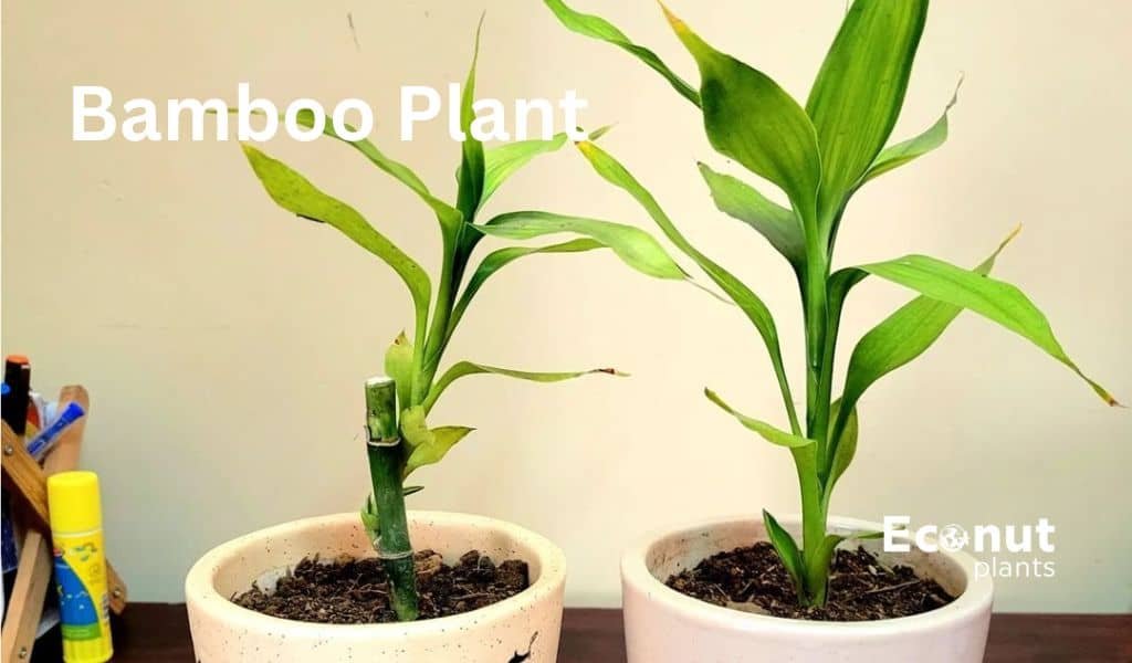 bamboo plant