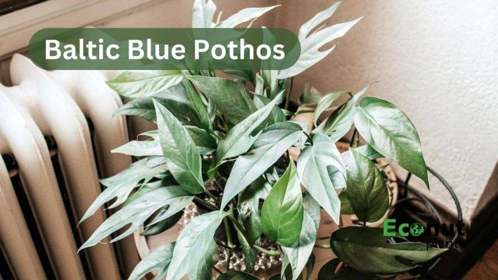 Pothos Varieties: Know About Top 18 Types of Pothos Plants