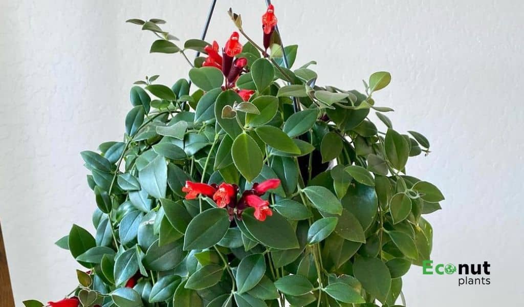 Types of Lipstick Plant: Which One is Right For Your Garden?