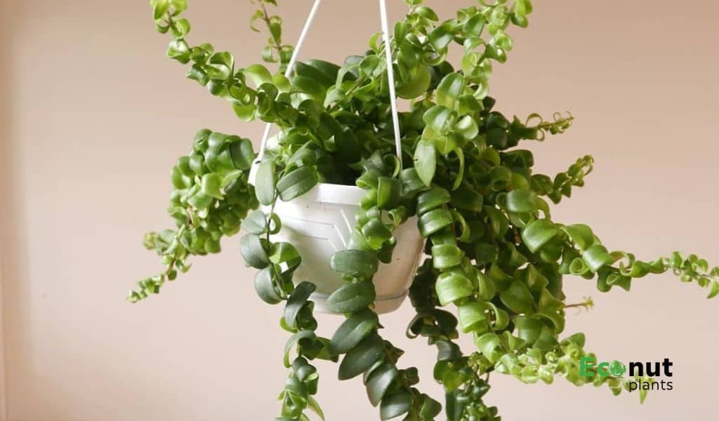 Types of Lipstick Plant Which One is Right For Your Garden?