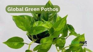 Global Green pothos