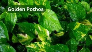 Golden Pothos