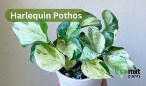 Harlequin Pothos