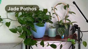 Jade Pothos