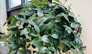 Krakau Lipstick Plant