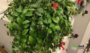 Mona Lisa Lipstick Plant