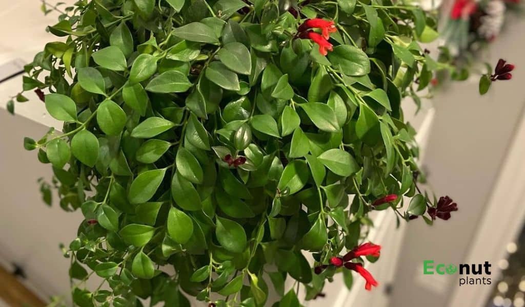 Types of Lipstick Plant Which One is Right For Your Garden?