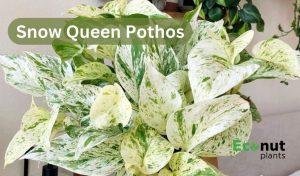 Snow Queen Pothos