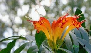 Tangerine Lipstick Plant