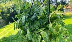 Variegated Lipstick Plant