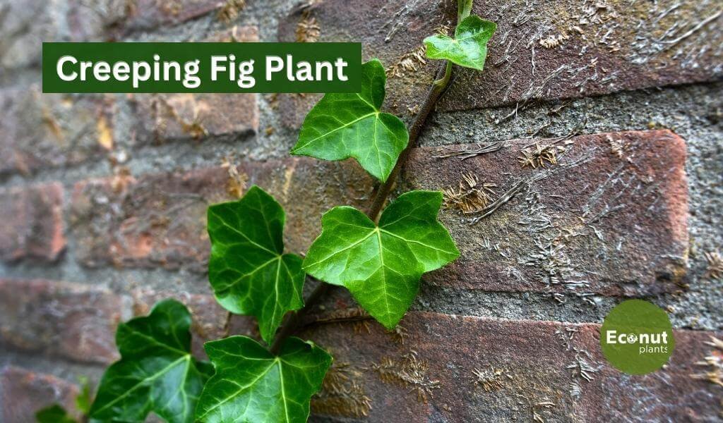 Creeping Fig Plant