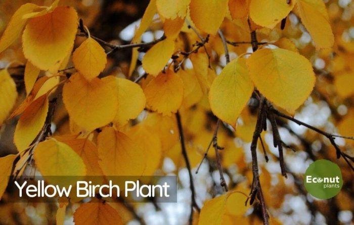 Yellow Birch Plant
