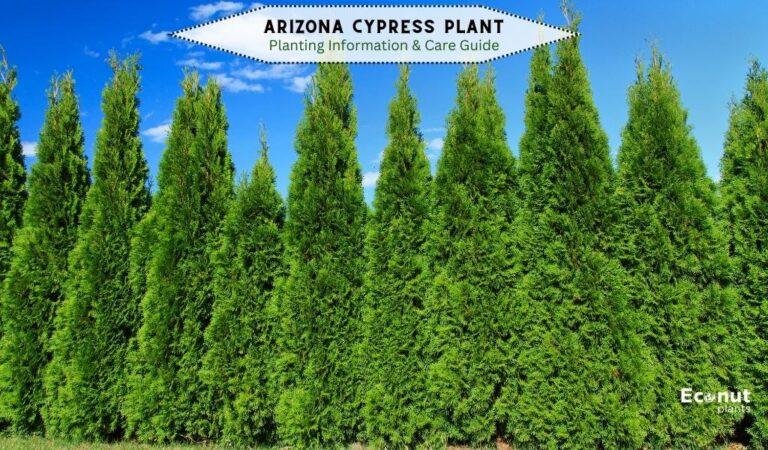 how much space to leave between each arizona cypress tree