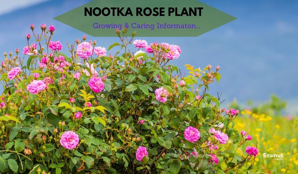 nootka rose plant
