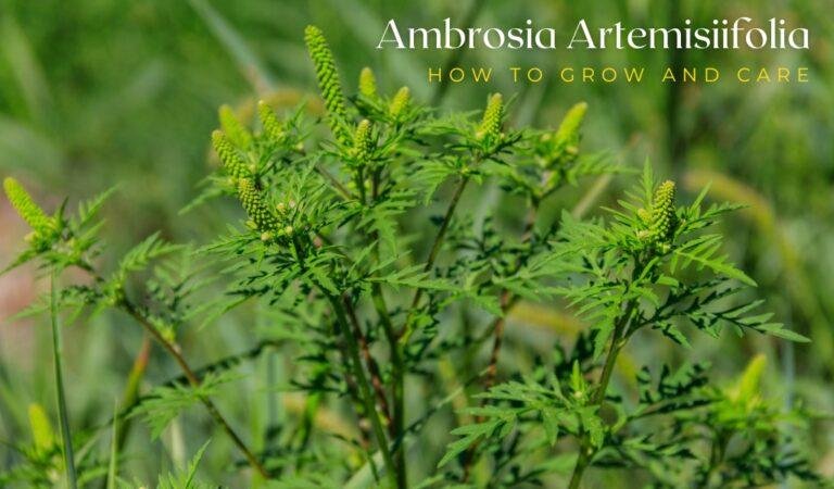 Ambrosia Artemisiifolia Plant: How To Grow And Care.