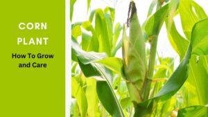 Corn Plant: How To Grow & Care