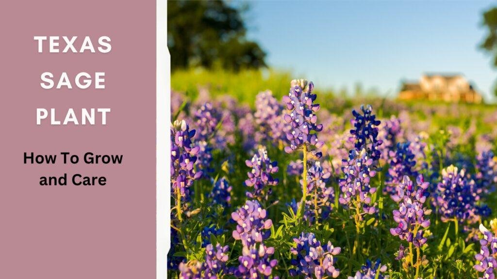 Texas Sage Plant How To Grow & Care