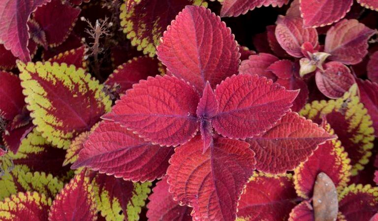 Coleus Plant Information, Grow & Care