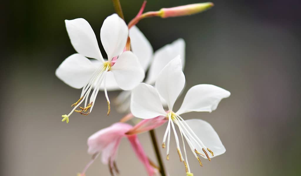 Gaura plant Care Guide: Growing Information and Tips