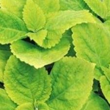 limelight-coleus-plant