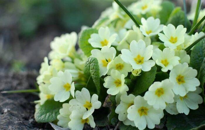 primrose-plant-how-to-caring-growing