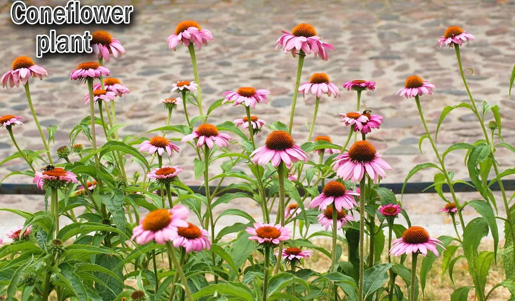 Coneflower Plant