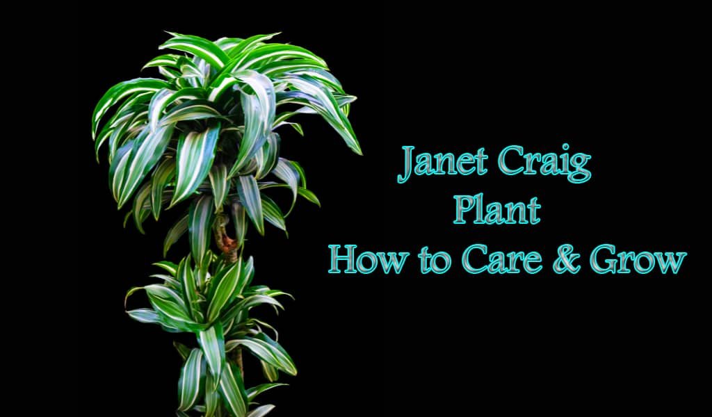 Janet Craig Plant