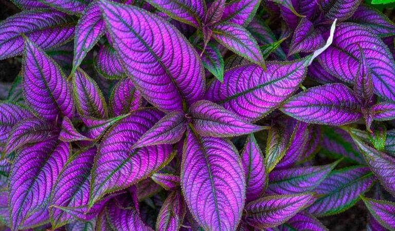 Persian Shield Plant: How to Perfectly Growing & Caring