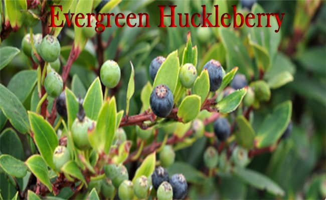 what_is_evergreen_huckleberry